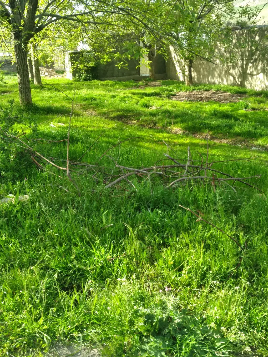 فروش باغ گردو درروستای چنارستان|فروش دفتر صنعتی، کشاورزی، تجاری|بروجرد, |دیوار