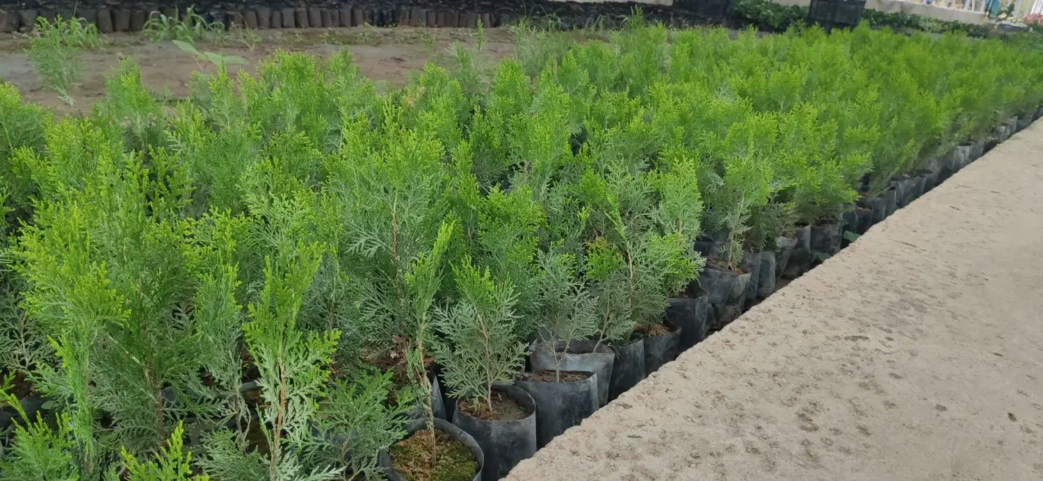 فروش نشا کامیس سبز و سرطلا با کیفیت عالی|گل و گیاه طبیعی|نکا, |دیوار