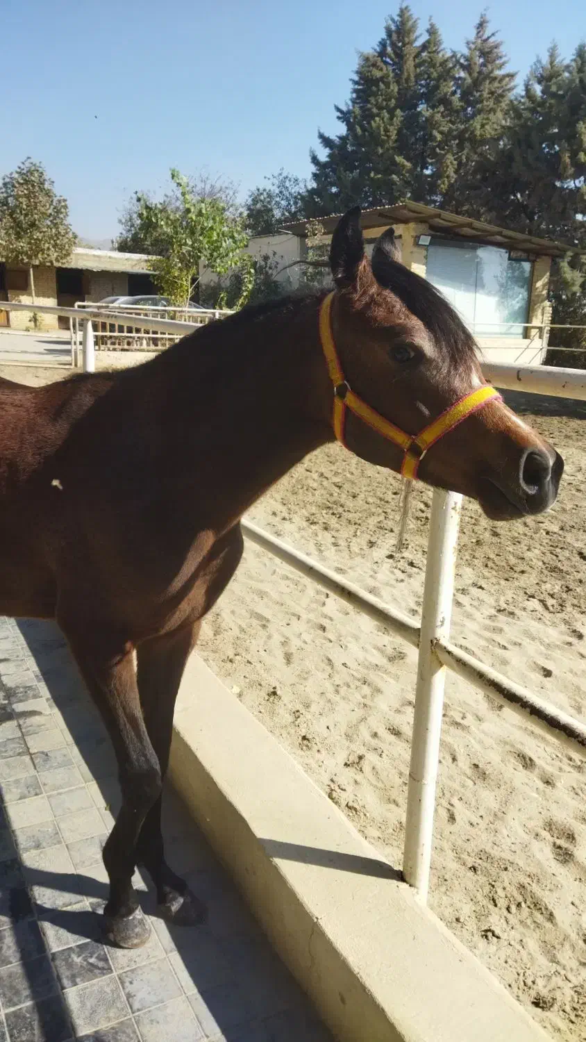 کره اسب  مادیان عرب و مادیان وارداتی عرب|اسب و تجهیزات اسب‌سواری|کوهسار (البرز), |دیوار