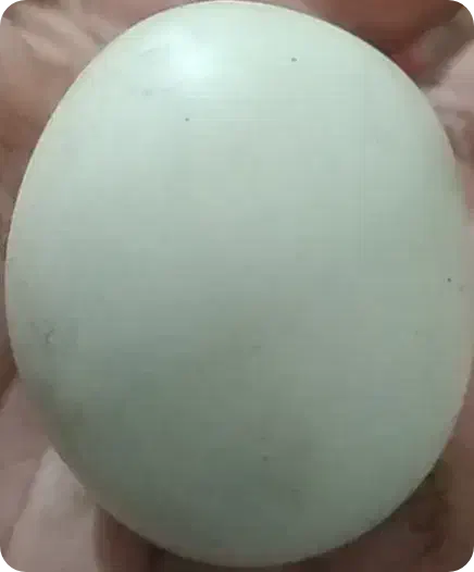 سنگ قیمتی|کلکسیون اشیاء عتیقه|فیروزآباد (فارس), |دیوار