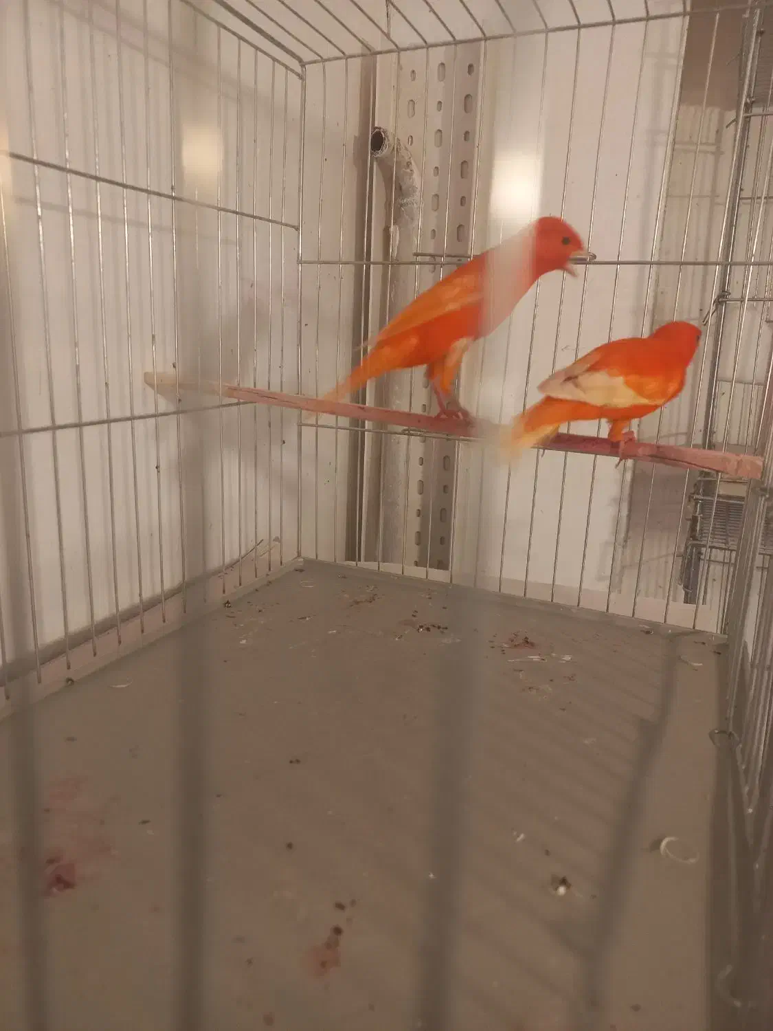 یک جفت قناری رد فاکتور سرخ اورجینال|پرنده|هشتگرد, فاز ۷ مهستان|دیوار