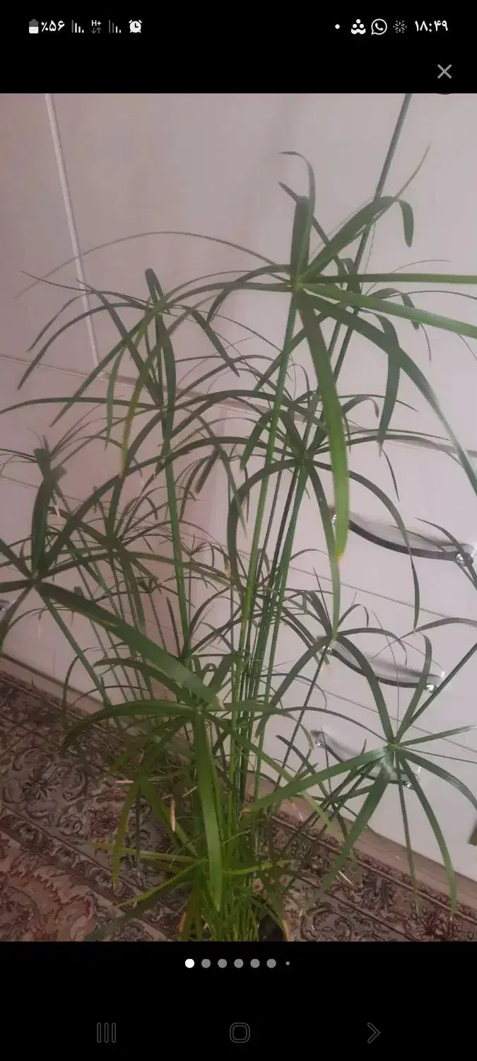 فروش نخل مرداب.کاکتوس.گل کاغذی.اشک تمساح|گل و گیاه طبیعی|کرمانشاه, |دیوار