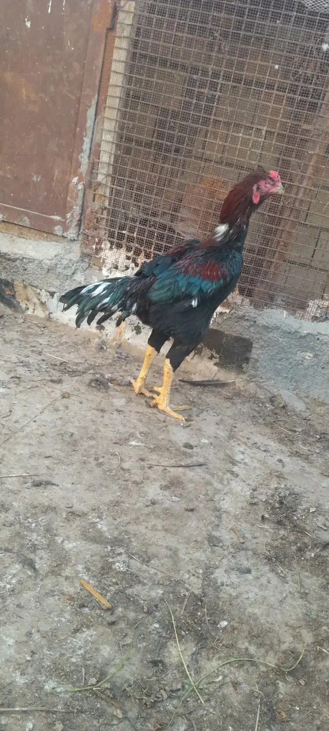 خروس فروشی|حیوانات مزرعه|بندرعباس, |دیوار