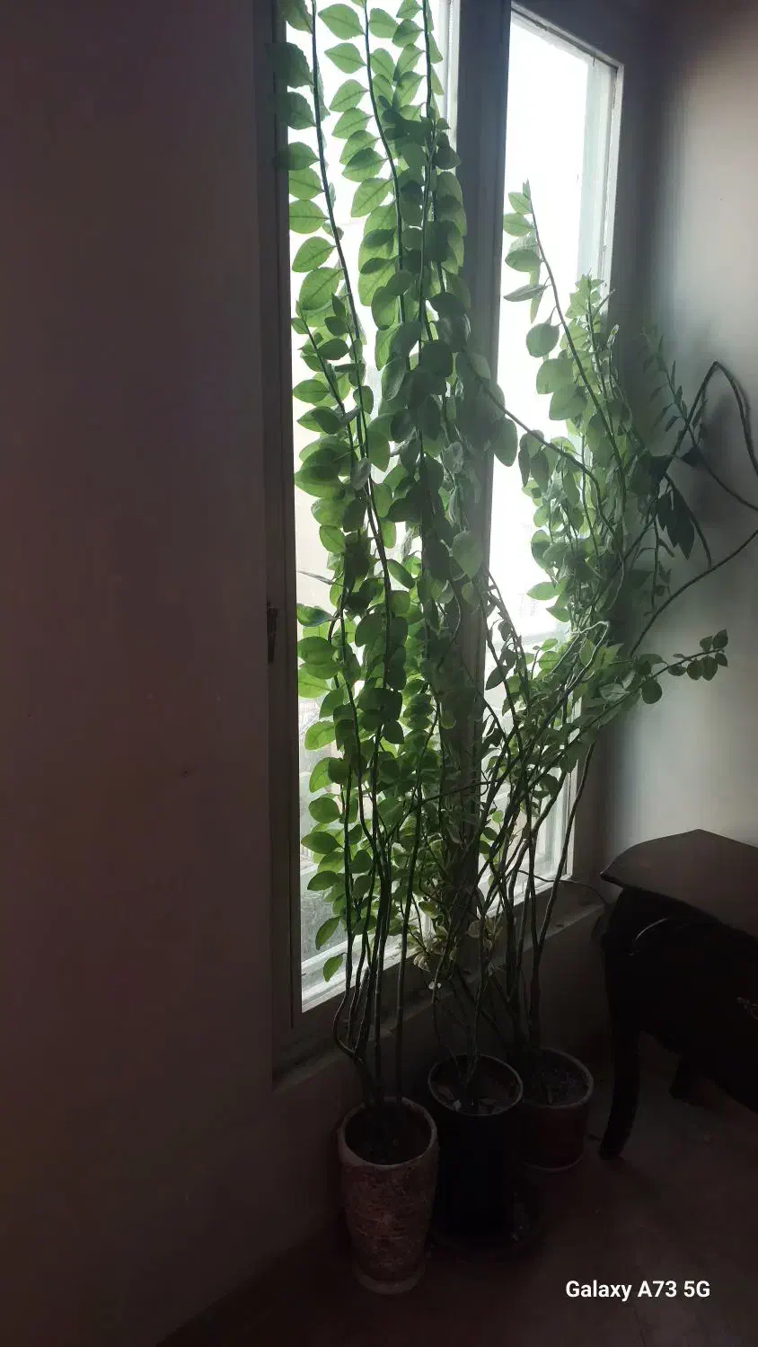 گل طبیعی همراه گلدان بزرگ|گل و گیاه طبیعی|تهران, چوب تراش|دیوار