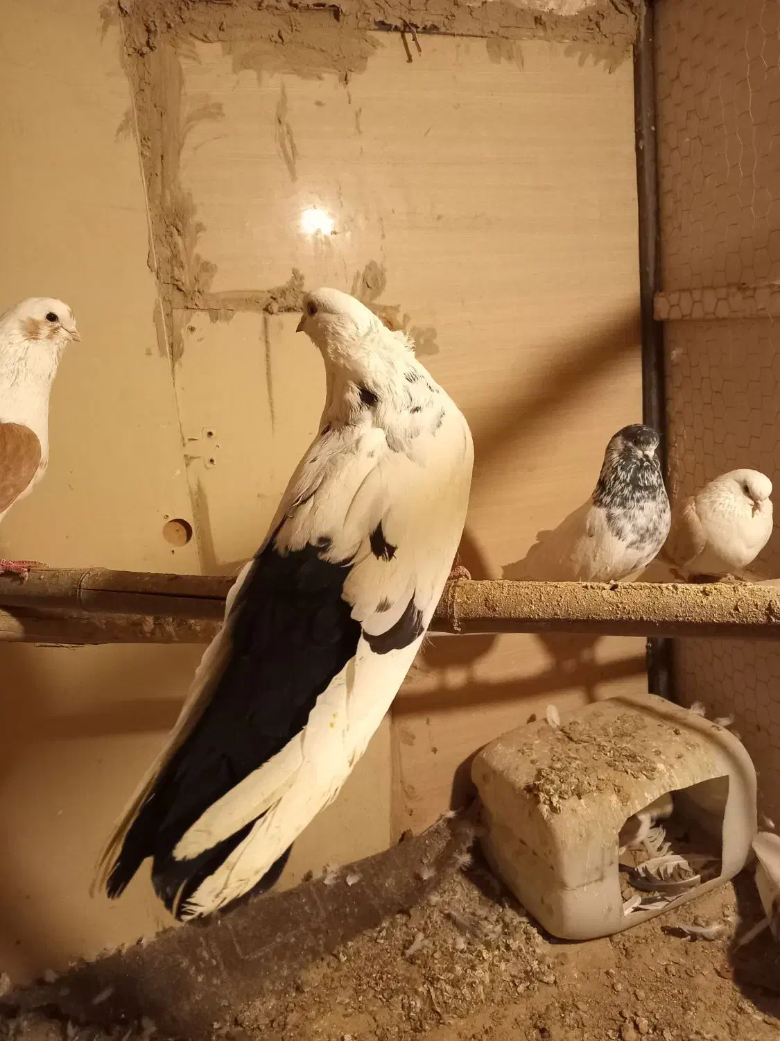 کبوتردم سیاه|پرنده|محمدشهر, محمدشهر|دیوار