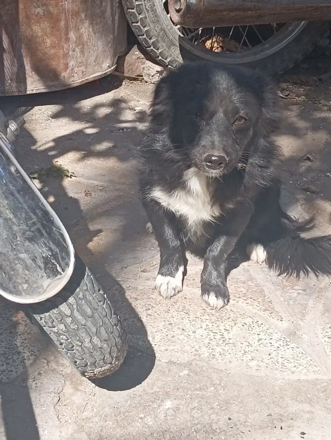 سگ پا کوتاه|سگ|بم, |دیوار