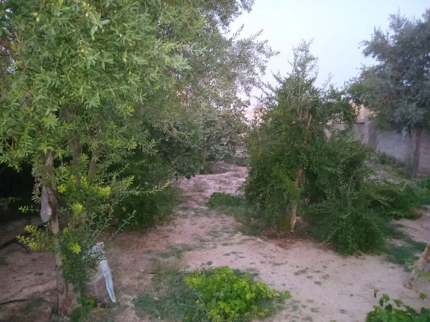 فروش باغچه ۱۷۰۰متری|فروش خانه و ویلا|شیراز, کرونی(خاتونک)|دیوار