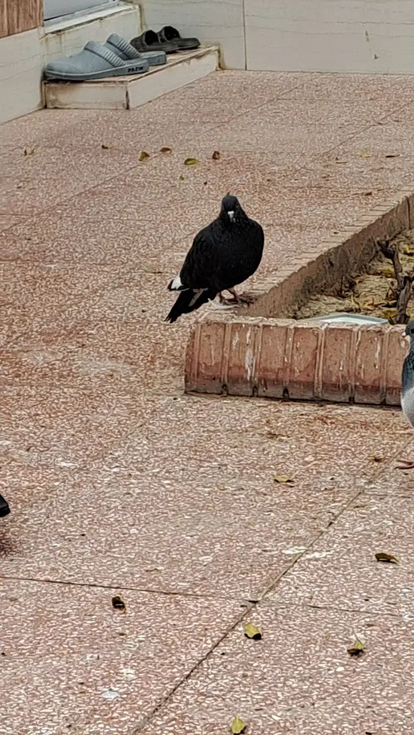 فروشی|پرنده|اصفهان, ردان|دیوار