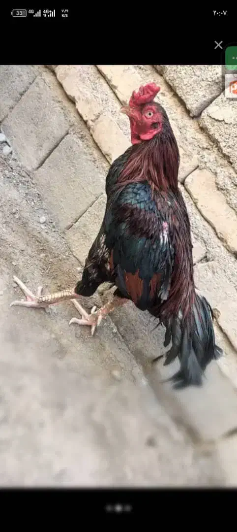 خروس وارداتی میانوالی اصیل|حیوانات مزرعه|سراوان, |دیوار