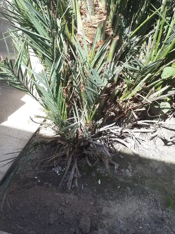 بچه نخل|گل و گیاه طبیعی|اهواز, شهرک دانشگاه|دیوار