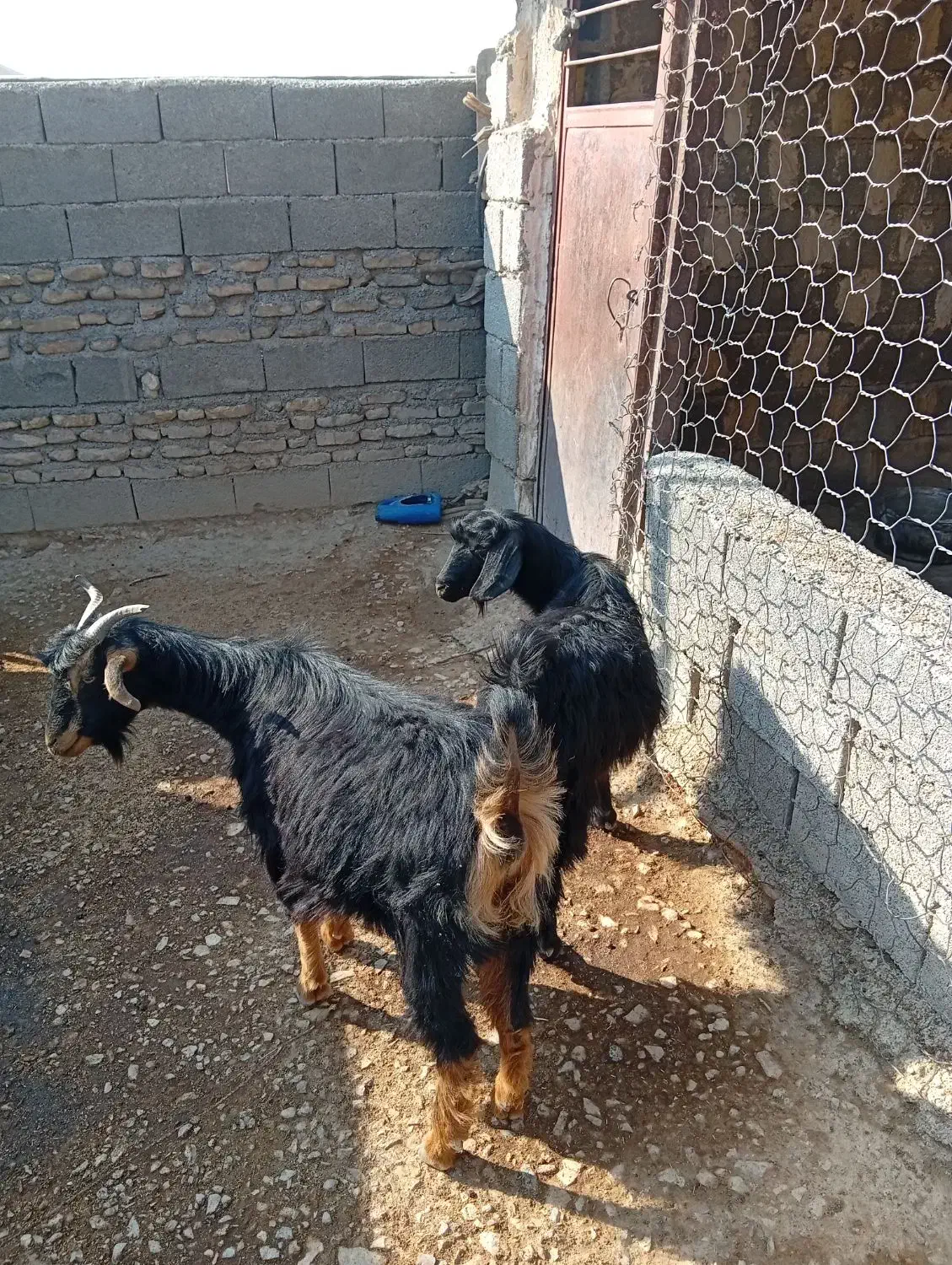 ۲بز جوان داشتی|حیوانات مزرعه|سراب میمه, |دیوار