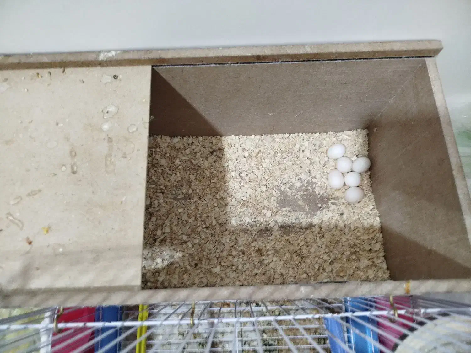 عروس هلندی|پرنده|بن, |دیوار