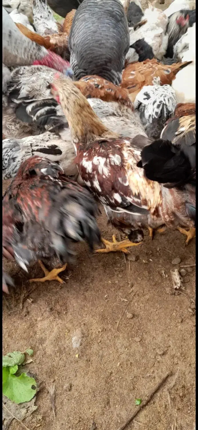 فروش مرغ و خروس|حیوانات مزرعه|رودسر, |دیوار