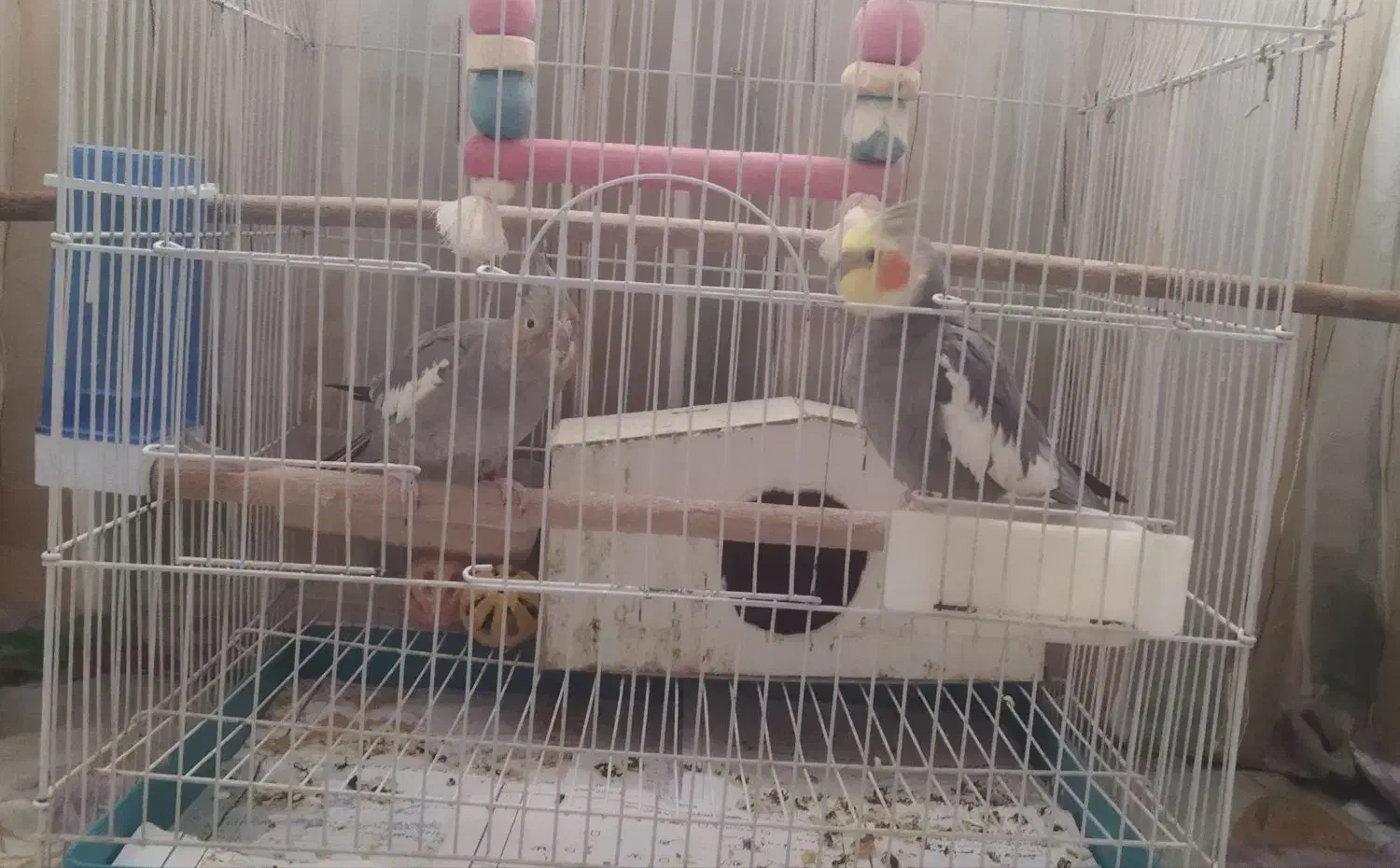 عروس هلندی|پرنده|تهران, کرمان|دیوار