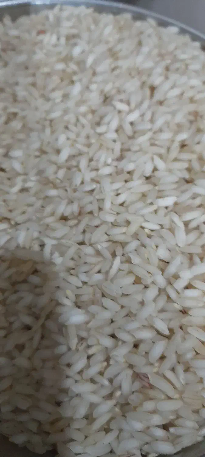 برنج تازه شرطی|خوردنی و آشامیدنی|شوش, |دیوار