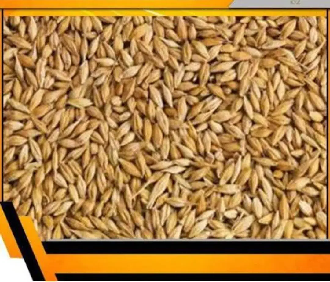 جو بندر|حیوانات مزرعه|شیروان (خراسان), |دیوار