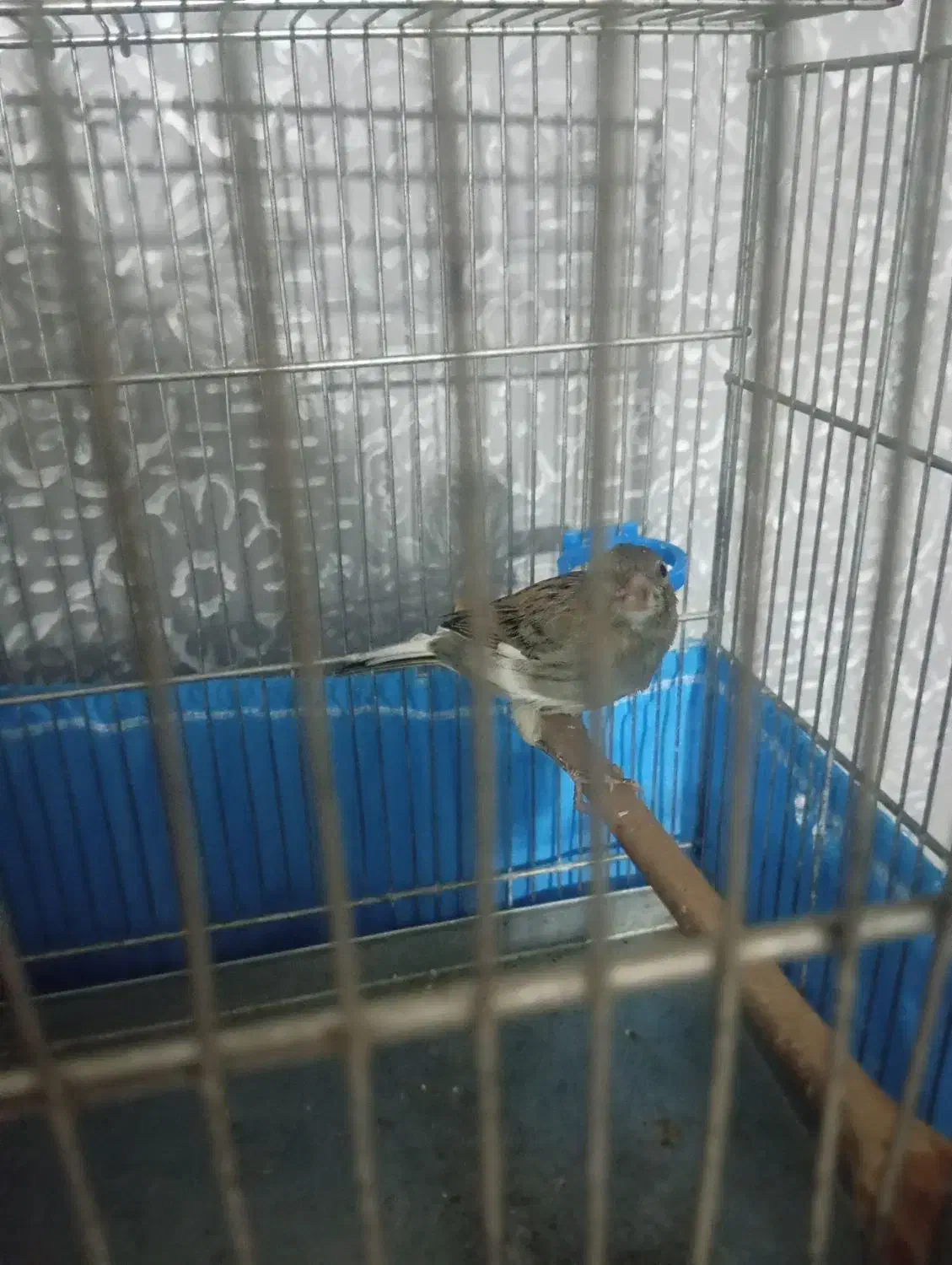 قناری بخون|پرنده|قرچک, میرزائی شمالی|دیوار