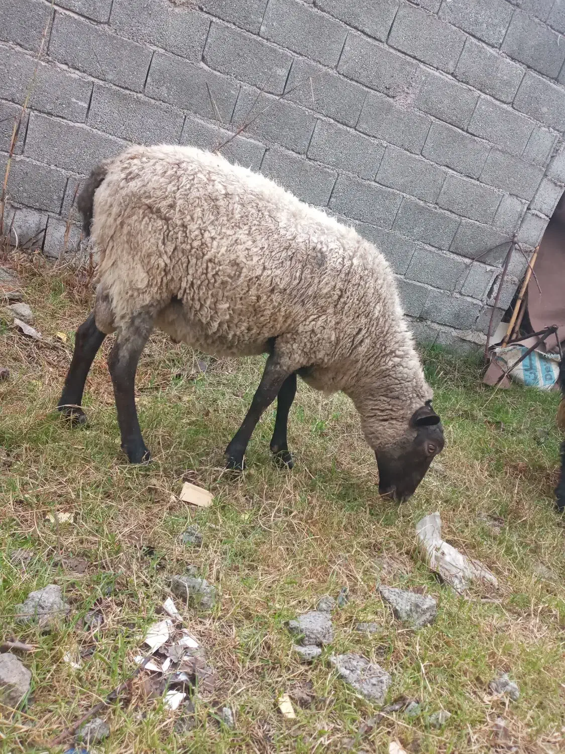 گوسفندهای نر رومانوف و افشار کیلویی ۴۰۰ تومن مقطوع|حیوانات مزرعه|لنگرود, |دیوار