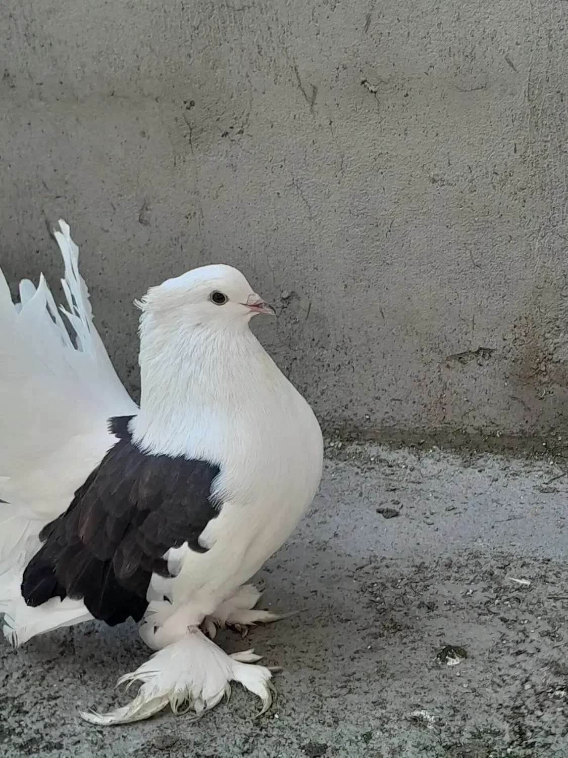 کبوتر دم چتری|پرنده|آمل, |دیوار