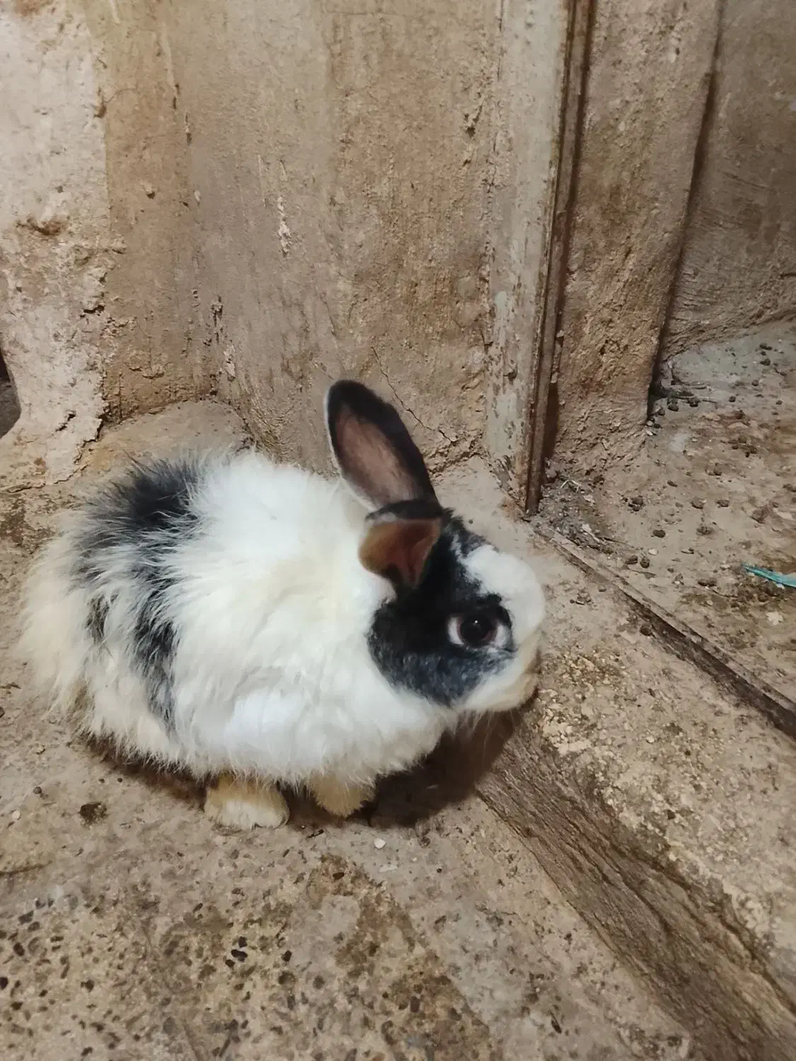 خرگوش نزاد دار لپ|موش و خرگوش|آبیک, |دیوار