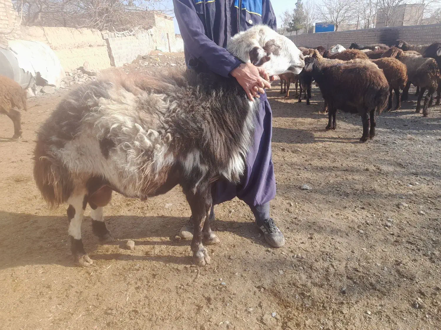 قوچ 3سال|حیوانات مزرعه|تایباد, |دیوار