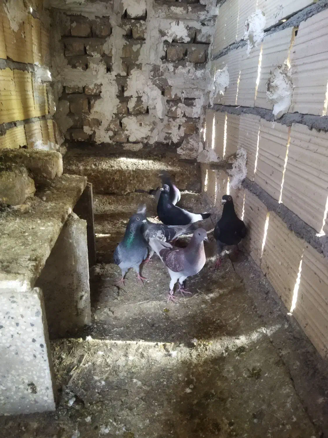 کفتر پرشی|حیوانات|نیشابور, شهرک رسولی|دیوار