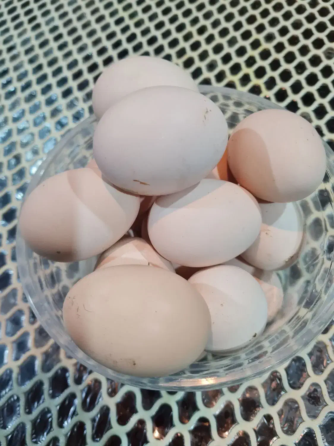 تخم مرغ محلی درشت تضمینی نطفه دار|حیوانات مزرعه|زاهدان, |دیوار