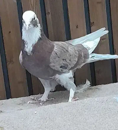 کفتر مایه پرشی ابلغ|پرنده|قم, سربخش|دیوار