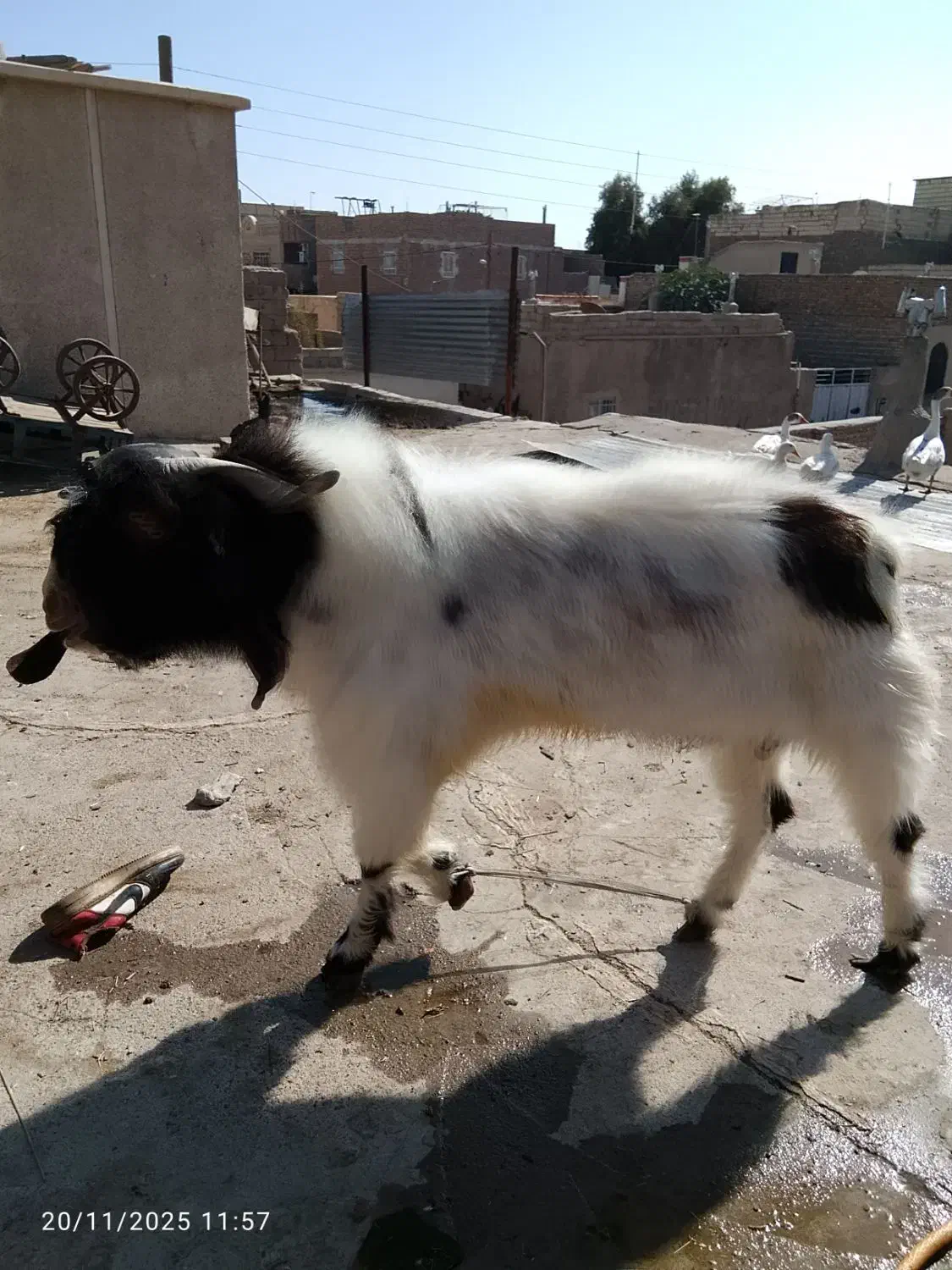 بز نر|حیوانات مزرعه|زاهدان, |دیوار