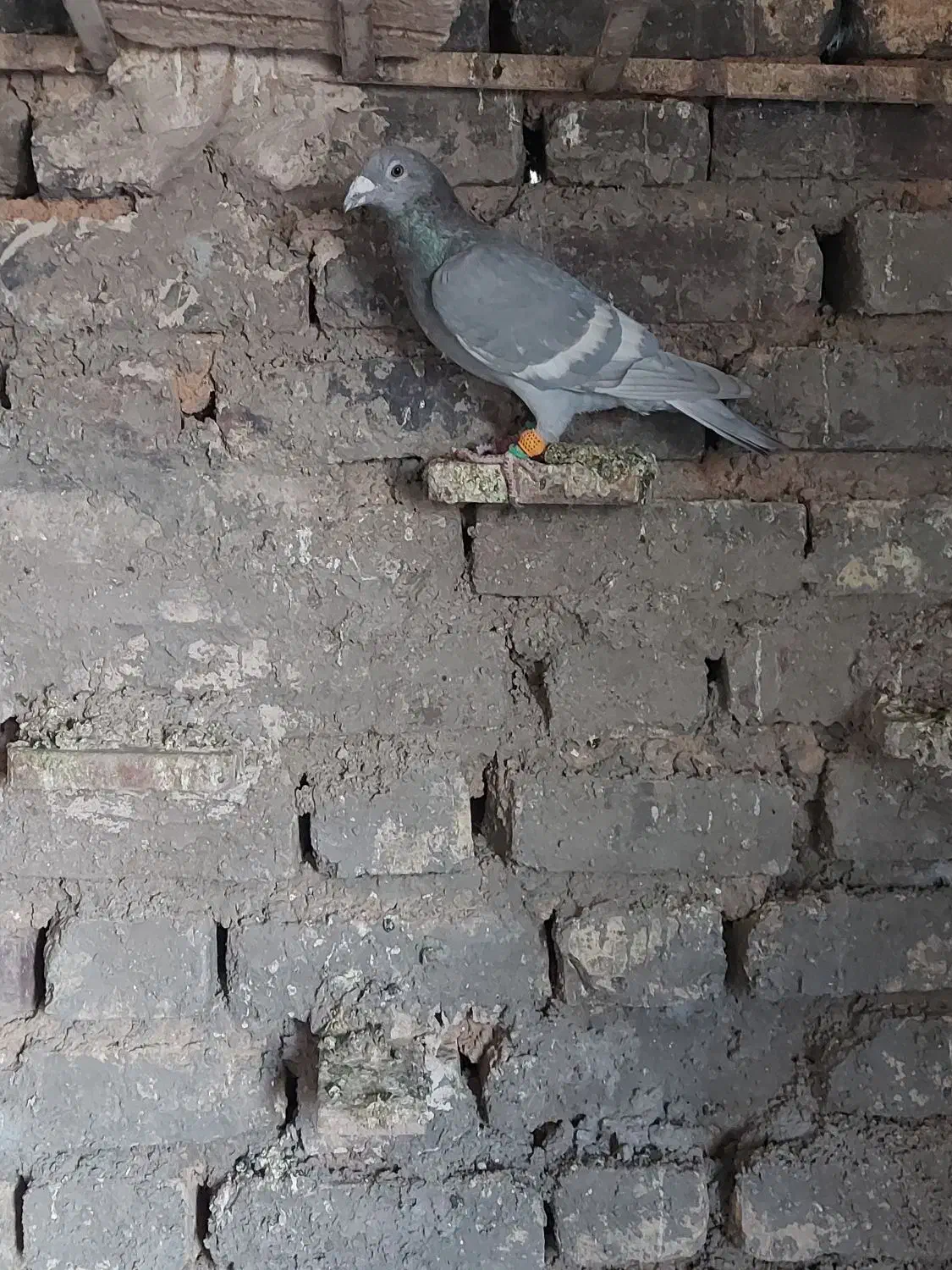 کفتر پلاکی|پرنده|صدرا-فارس, فاز ۱|دیوار