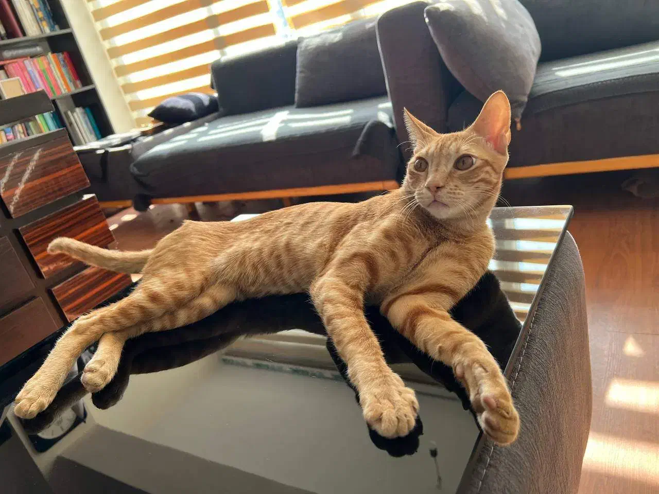 واگذاری رایگان گربه DSH در بندرعباس|گربه|بندرعباس, |دیوار