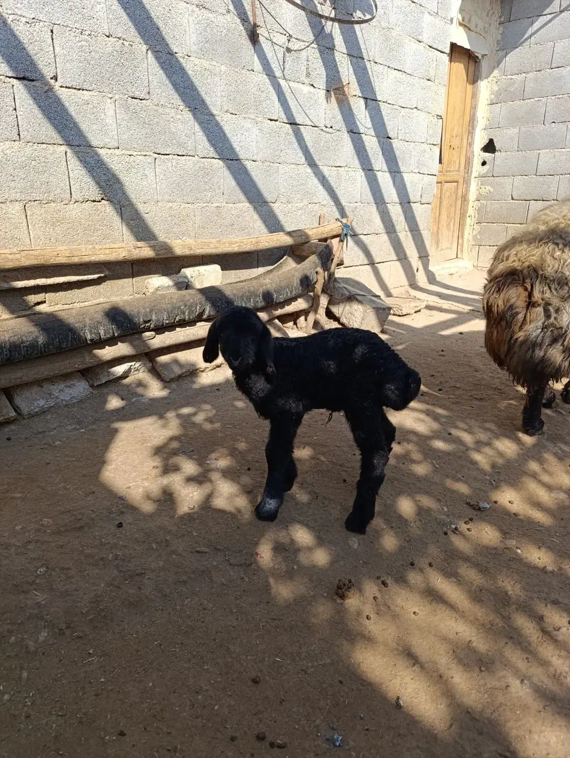 بره شیری افشاری|حیوانات مزرعه|لردگان, |دیوار