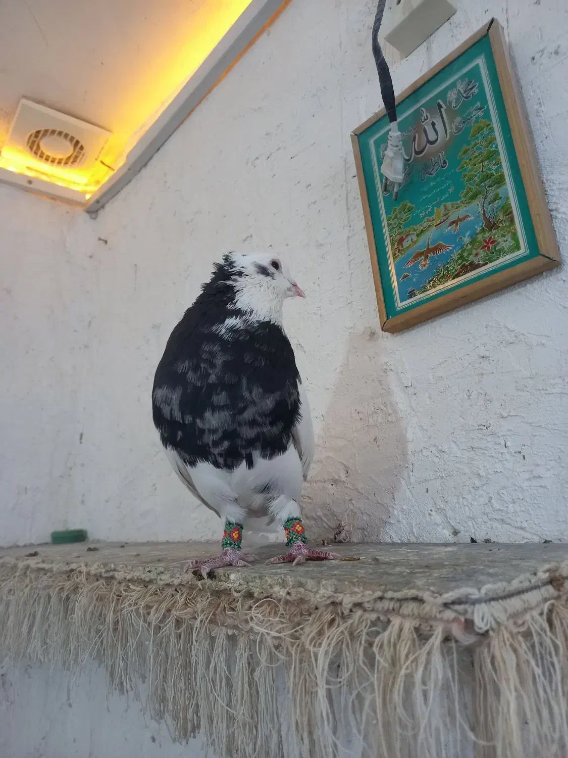 کبوتر طوقی|پرنده|فسا, |دیوار