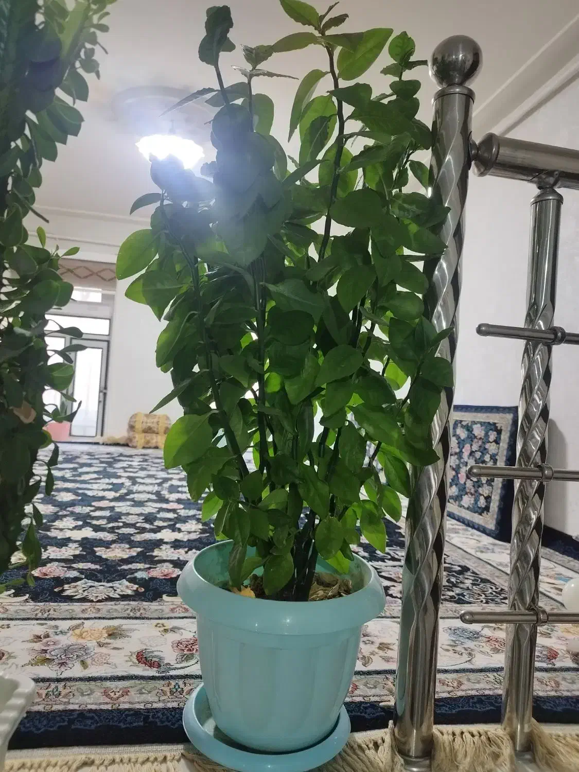 گلهای سالم و سرحال|گل و گیاه طبیعی|اسلامآباد غرب, |دیوار