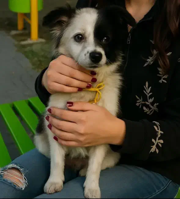 سگ پاکوتاه روباهی|سگ|مشهد, ایثار|دیوار