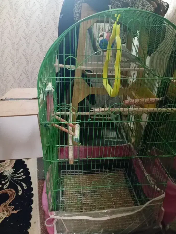 قفس|لوازم جانبی حیوانات|مشهد, بهمن|دیوار