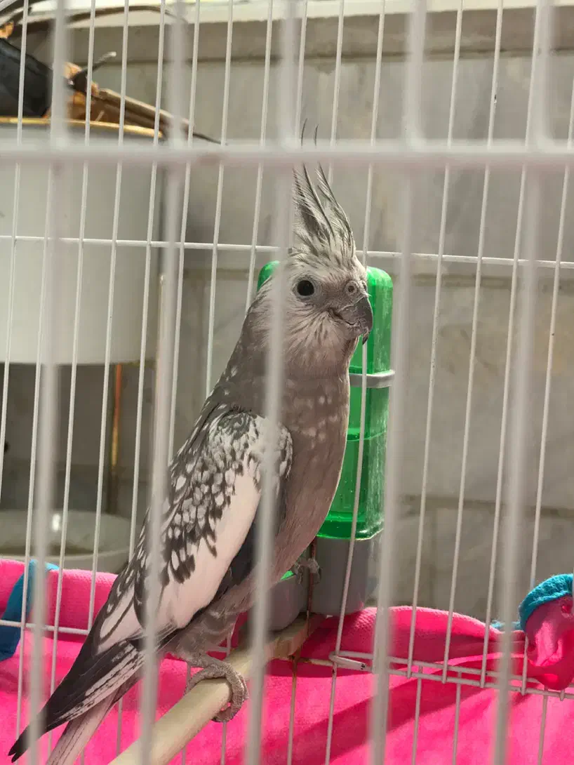 عروس هلندی|پرنده|دامغان, |دیوار