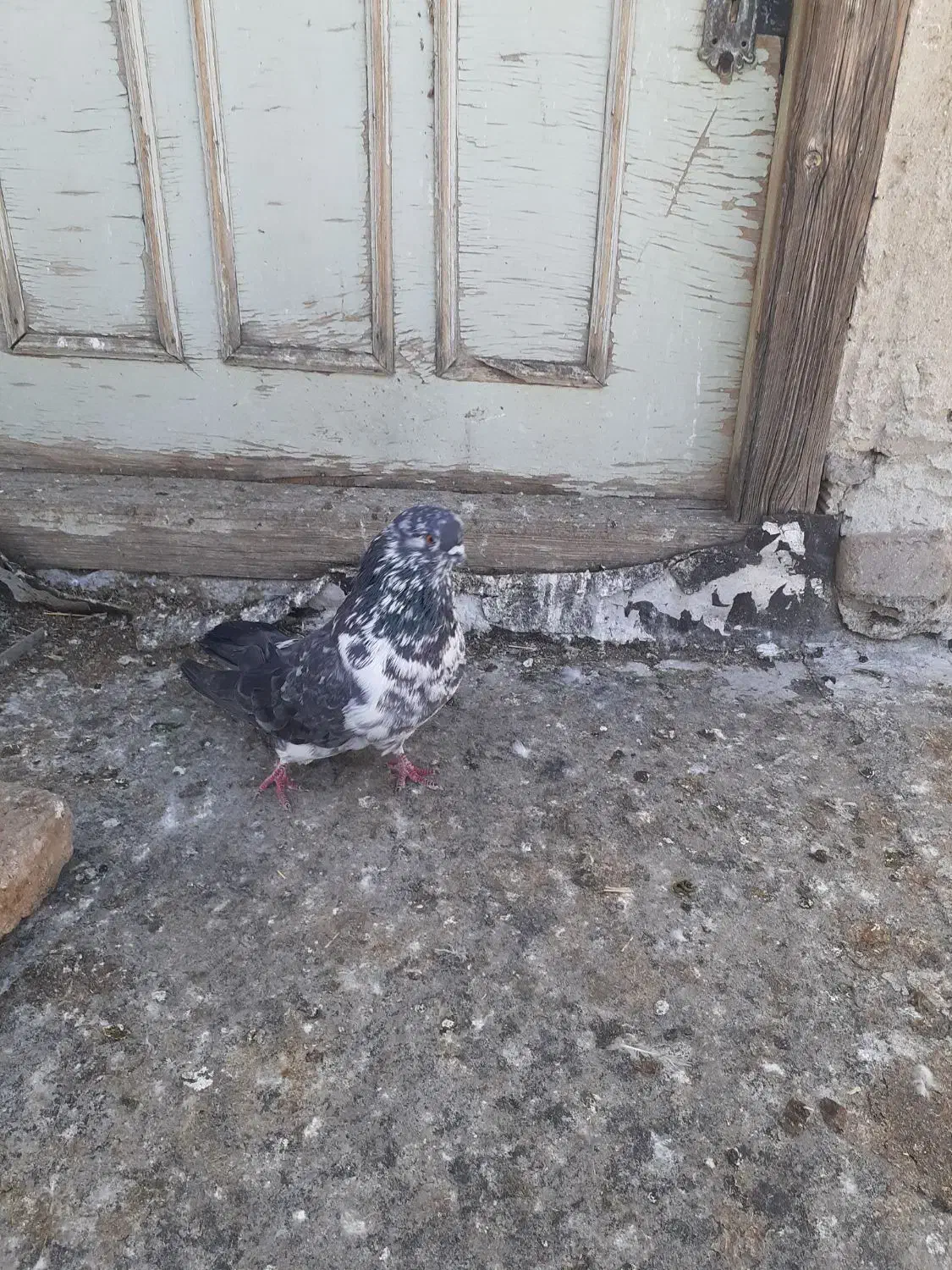 کبوتر|پرنده|اردبیل, |دیوار