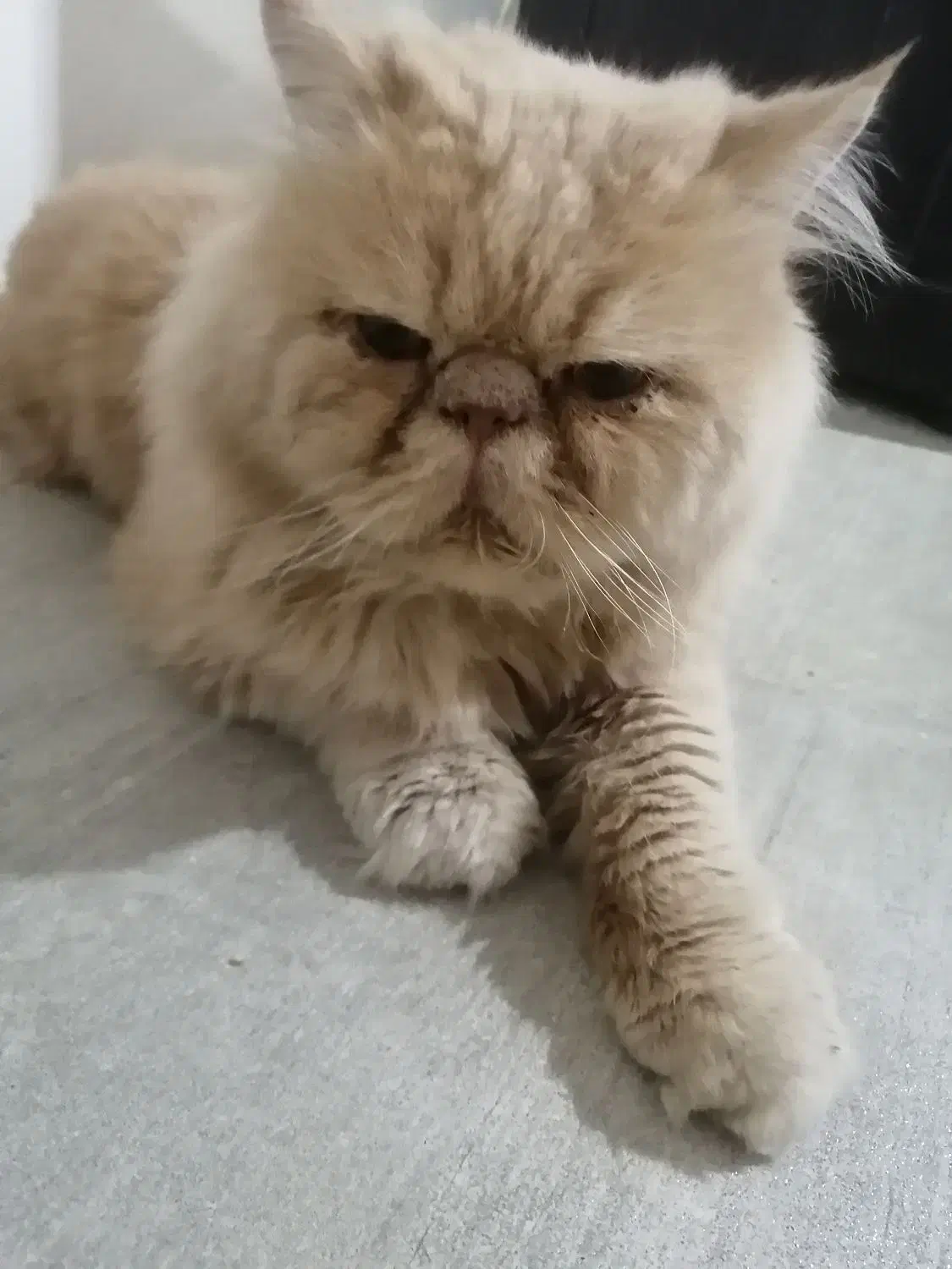 گمشده|حیوانات|بجنورد, |دیوار