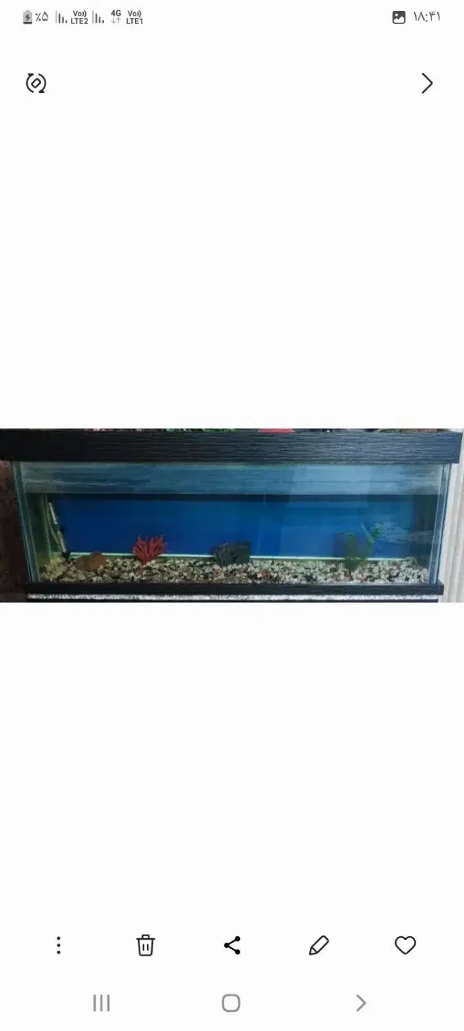 اکواریوم|ماهی|گرگان, |دیوار