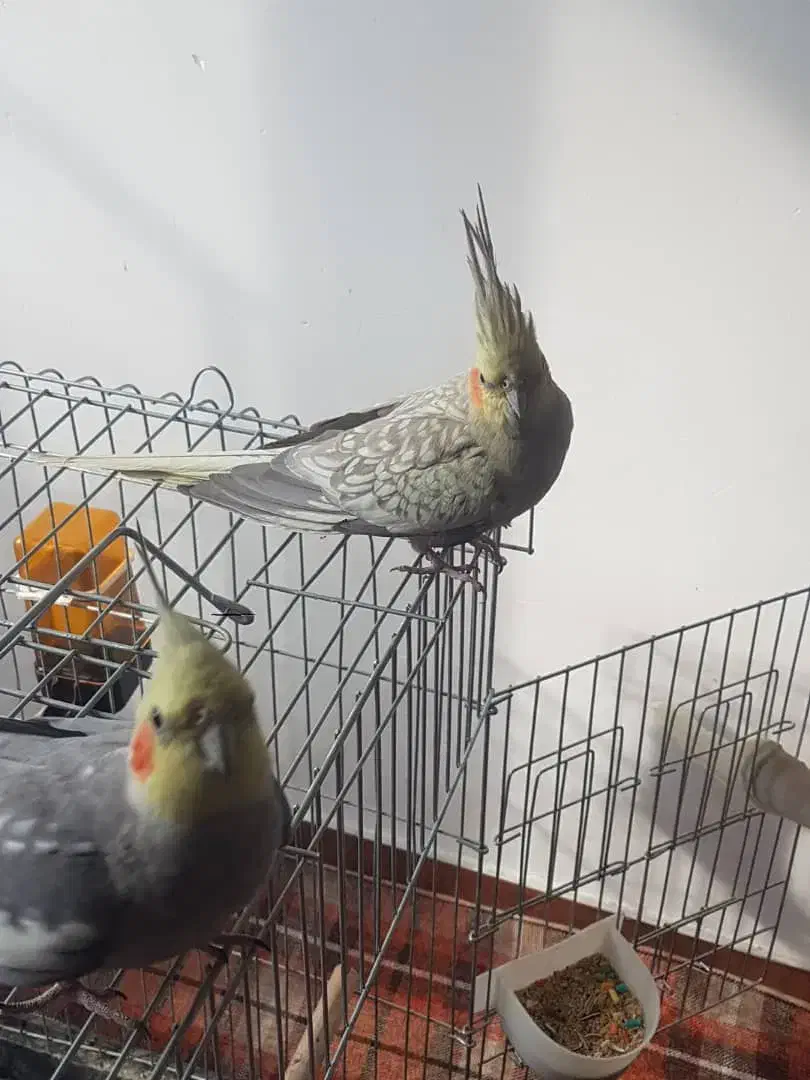 فروش عروس هلندی سخنگو|پرنده|محمدشهر, شهرک پیام (مهرالبرز)|دیوار