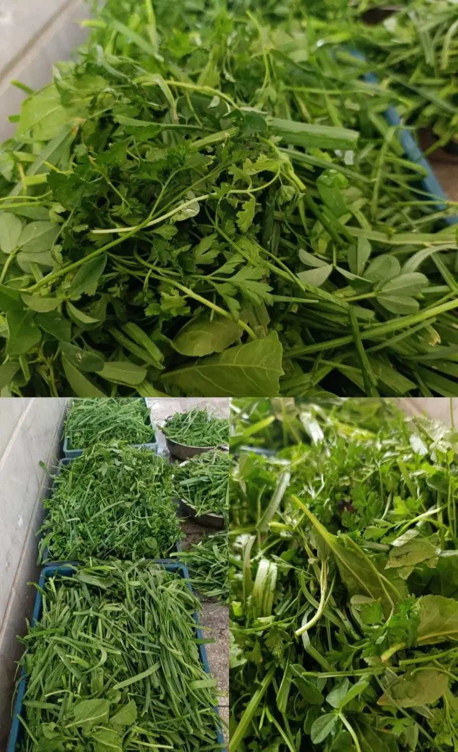 سبزیجات قرمه کوکو اش تمیزاورگانیک عطری متفاوت طعمی|خوردنی و آشامیدنی|سبزوار, پاسداران|دیوار