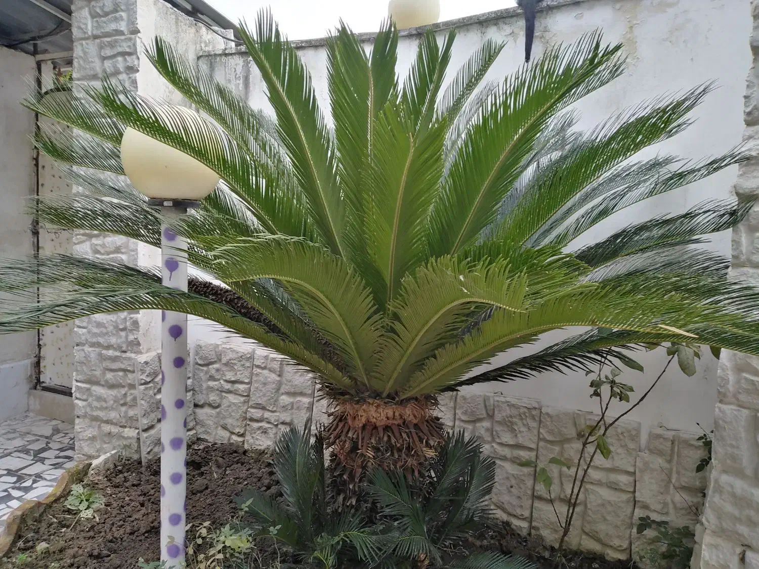 درخت سیکاس|گل و گیاه طبیعی|آمل, |دیوار