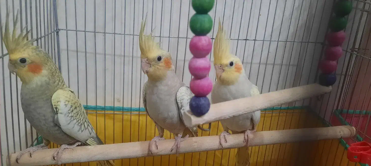 جوجه عروس هلندی|پرنده|قم, چهل درخت‎|دیوار