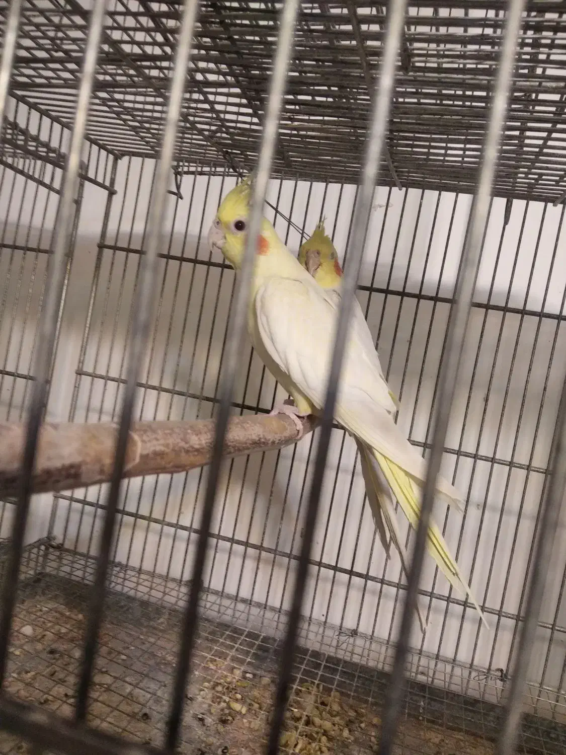 فروش فقس آرایی و معاوضه عروس هلندی|پرنده|ایرانشهر, |دیوار