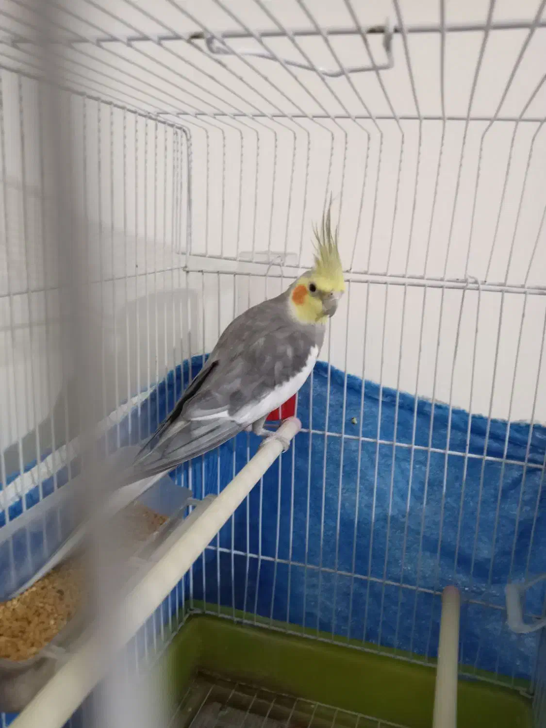 عروس هلندی|پرنده|تهران, سبلان (لشگر)|دیوار