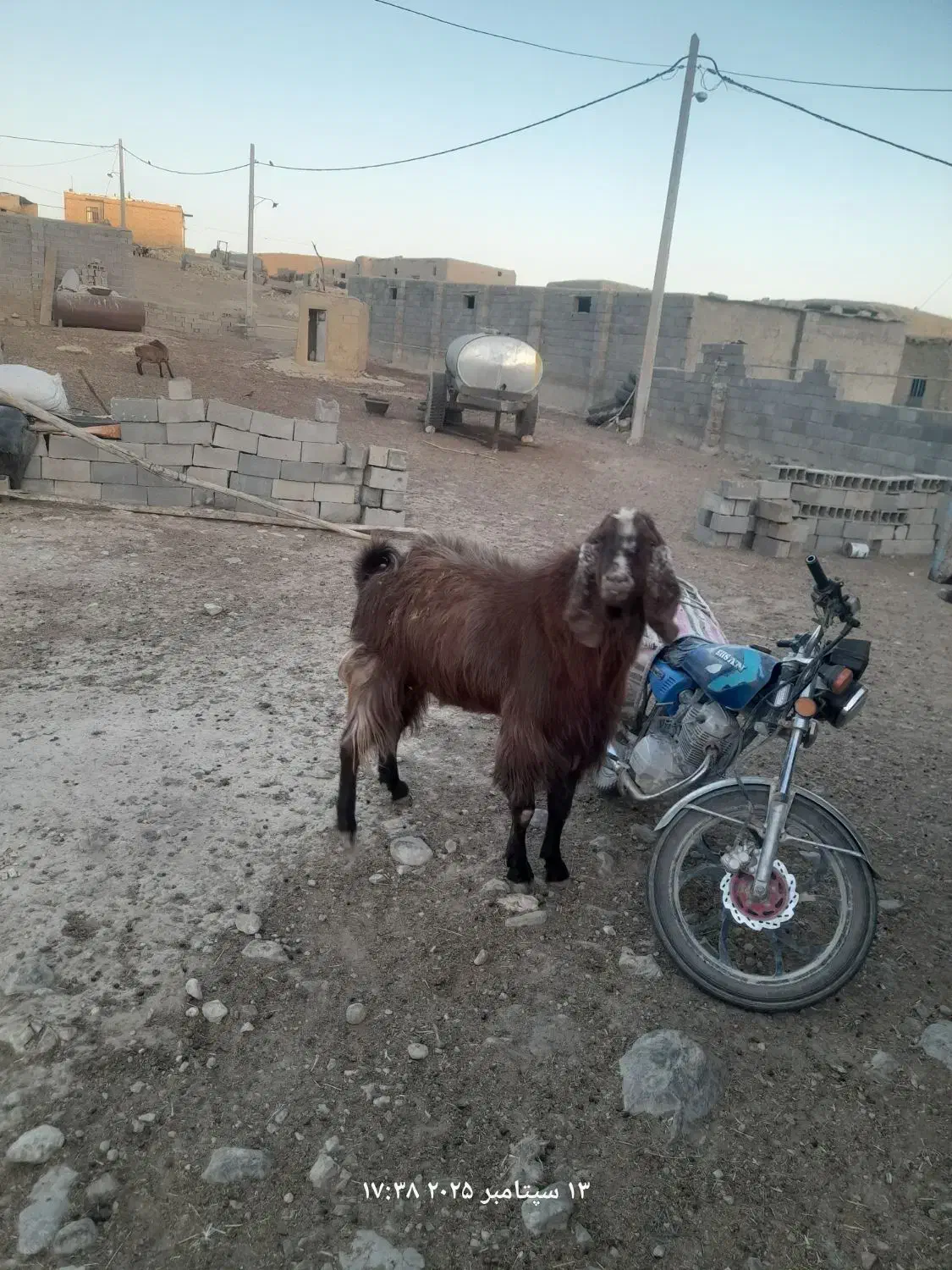 بز نر|حیوانات مزرعه|شیروان (خراسان), |دیوار