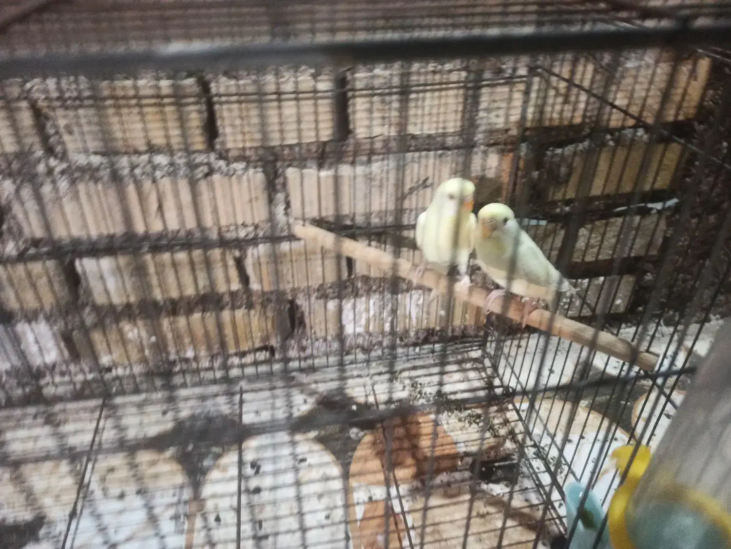 مرغ عشق هلندی لیمویی|پرنده|باوی, |دیوار