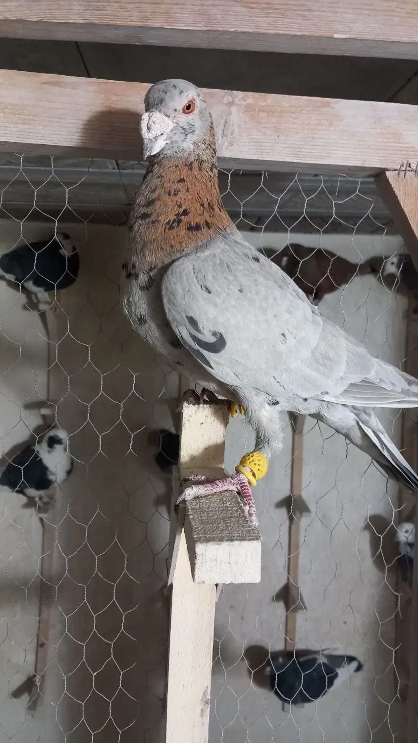 سرور|پرنده|شیراز, شهرک بهار|دیوار