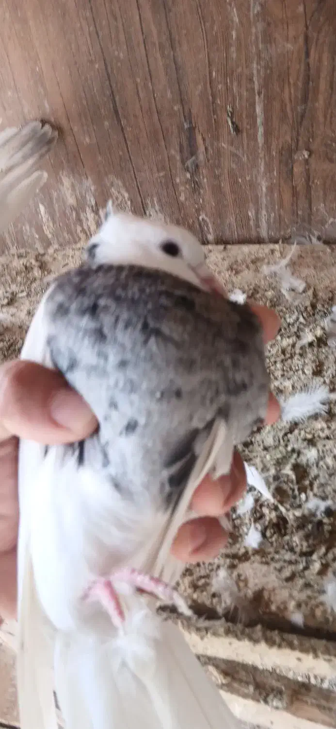 کبوتر طوقی|پرنده|گلستان (تهران), |دیوار